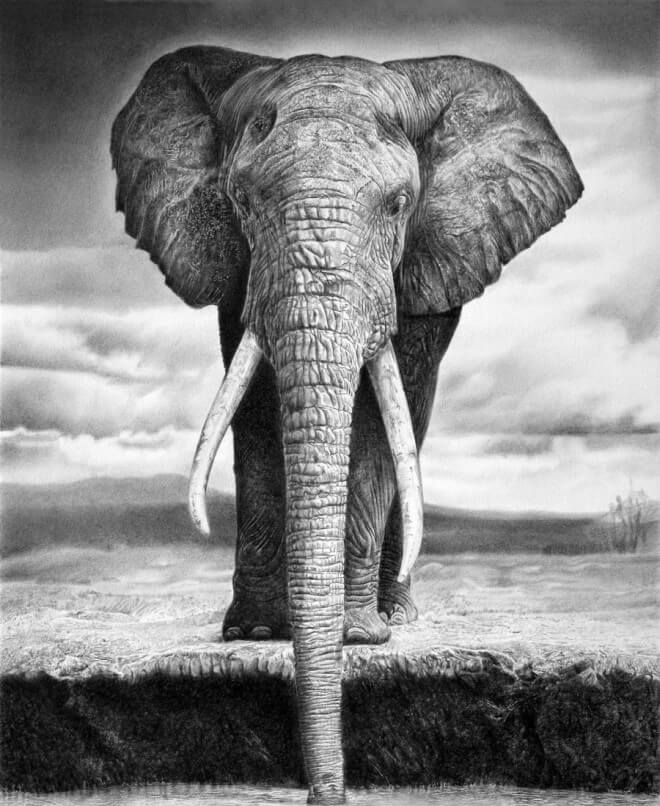 Pencil drawing - elephant drinking at a water hole