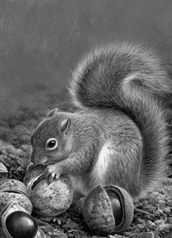 Pencil drawing - squirrel collecting nuts