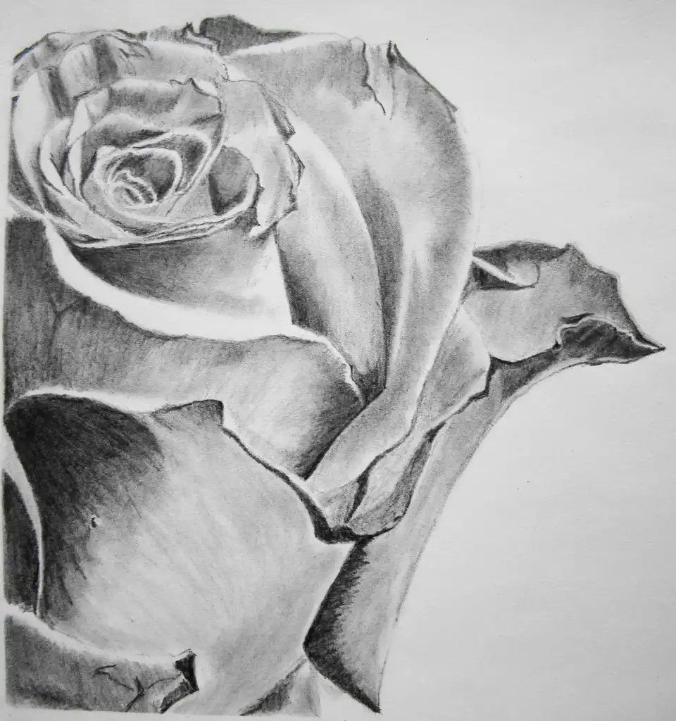 Pencil drawing - close up of rose with layers of petals